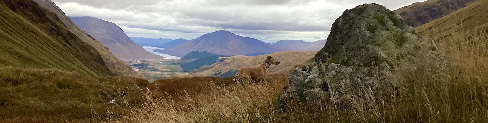 The greyhound Manuela Skye overlooking Loch Etive in Scotland